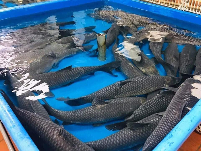 Cá kho làng Vũ Đại là món ăn với nguyên liệu chính là cá, nhưng không thể nào sử dụng loại cá khác ngoài trừ cá trắm đen.